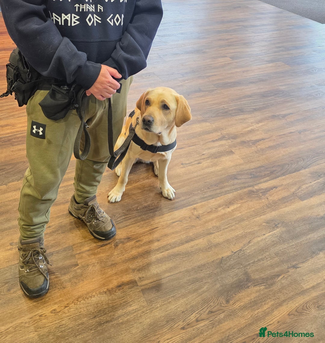 Labrador Retriever dogs for sale: Quinn - Image 3