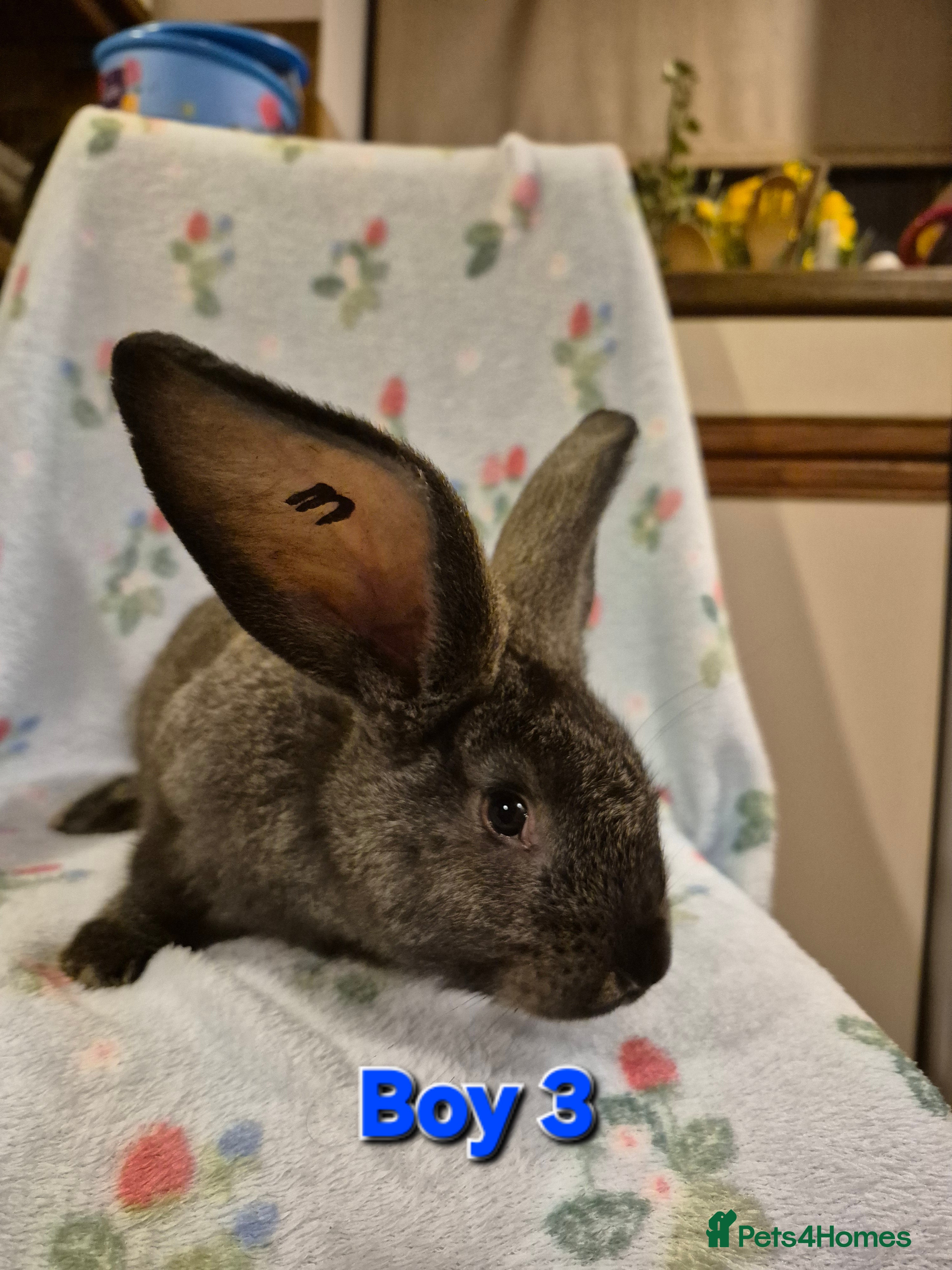 Continental Giant rabbits Pure Continental Giant Vaccinated  - Advert 13