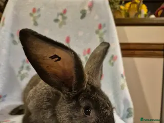 Continental Giant rabbits Pure Continental Giant Vaccinated - Advert 13