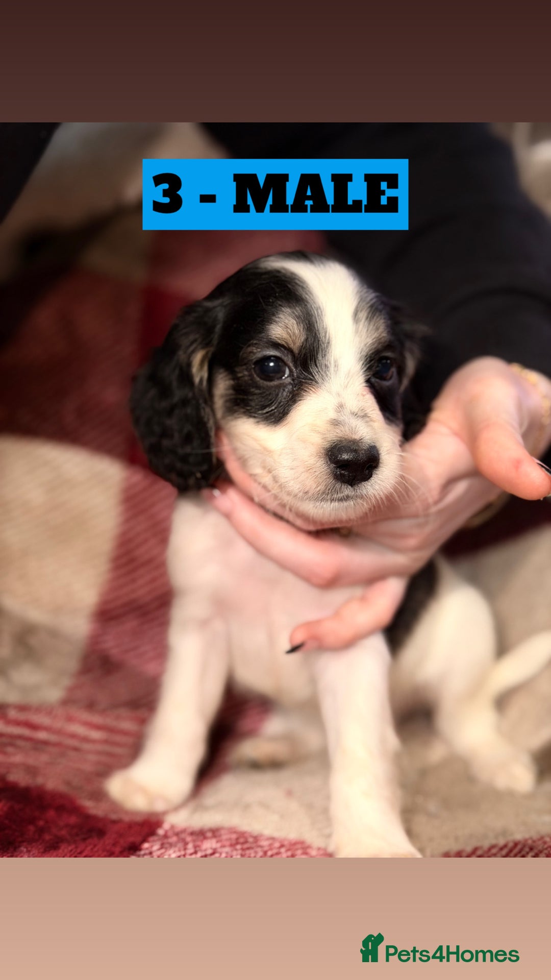 Cockapoo dogs for sale: BEAUTIFUL F2 COCKAPOO PUPPIES - 4 BOYS AND 4 GIRLS - Advert 29