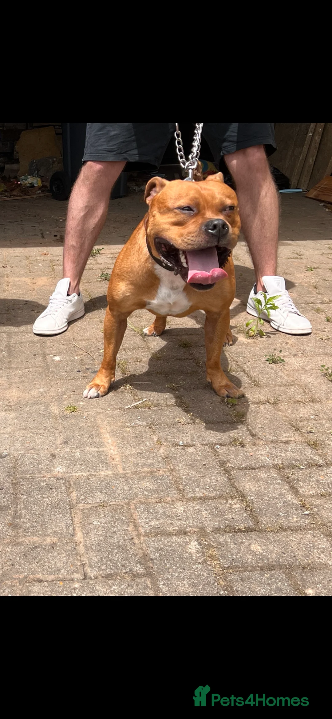 Staffordshire Bull Terrier dogs for stud: CIRO Red staff for stud  - Advert 1