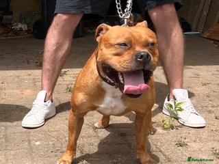 Staffordshire Bull Terrier dogs CIRO Red staff for stud - Advert 5
