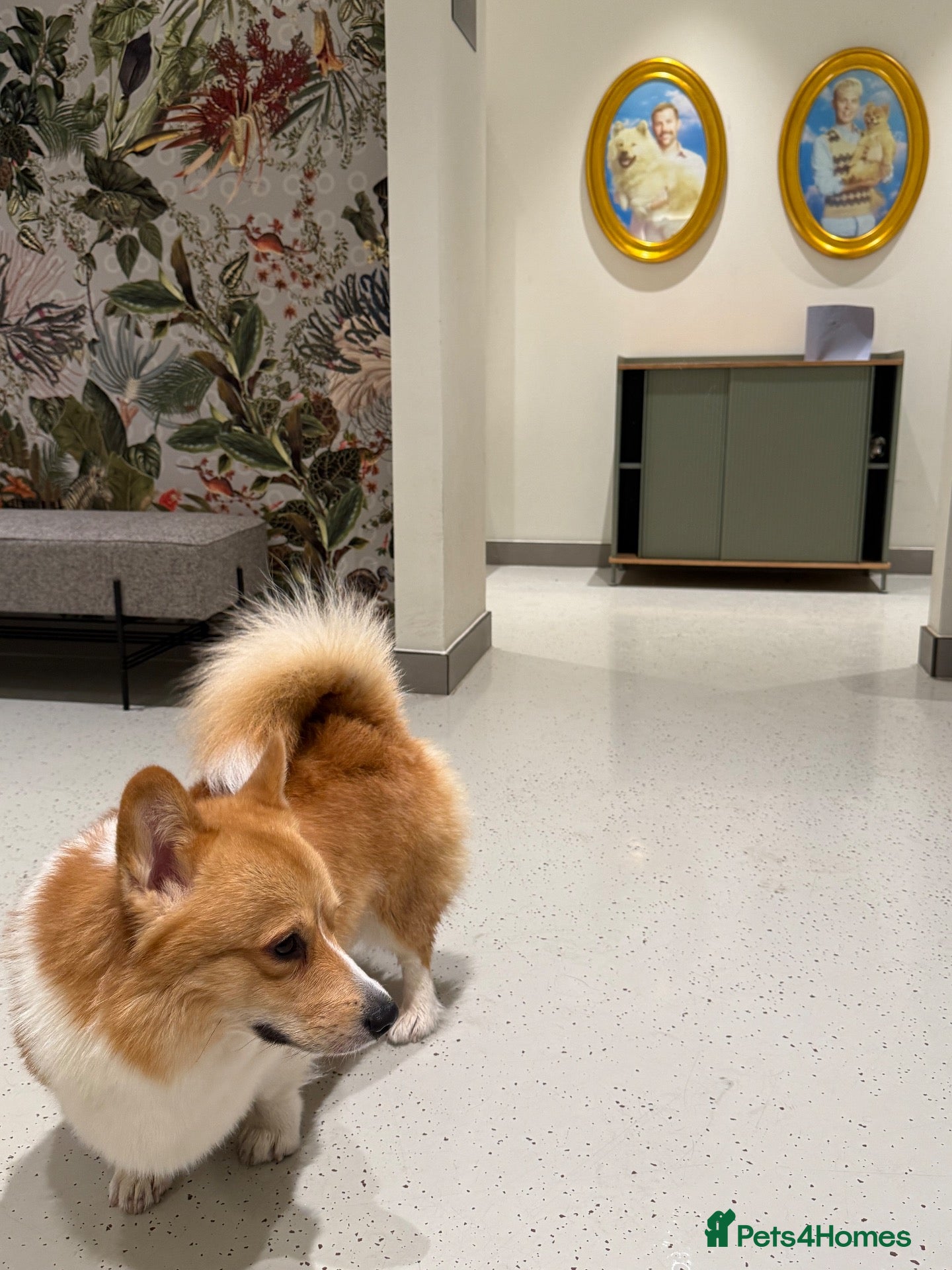 Welsh Corgi Pembroke dogs Pembroke Welsh Corgi Stud – Friendly & Loving Boy - Advert 3