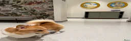 Welsh Corgi Pembroke dogs for stud: Pembroke Welsh Corgi Stud – Friendly & Loving Boy in London - Advert 1