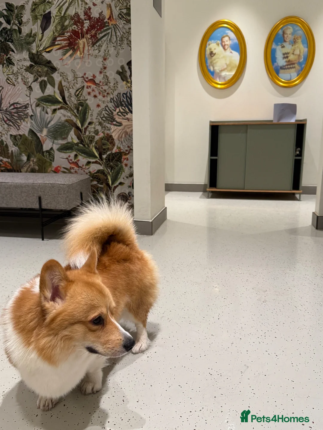Welsh Corgi Pembroke dogs for stud: Pembroke Welsh Corgi Stud – Friendly & Loving Boy in London - Advert 1