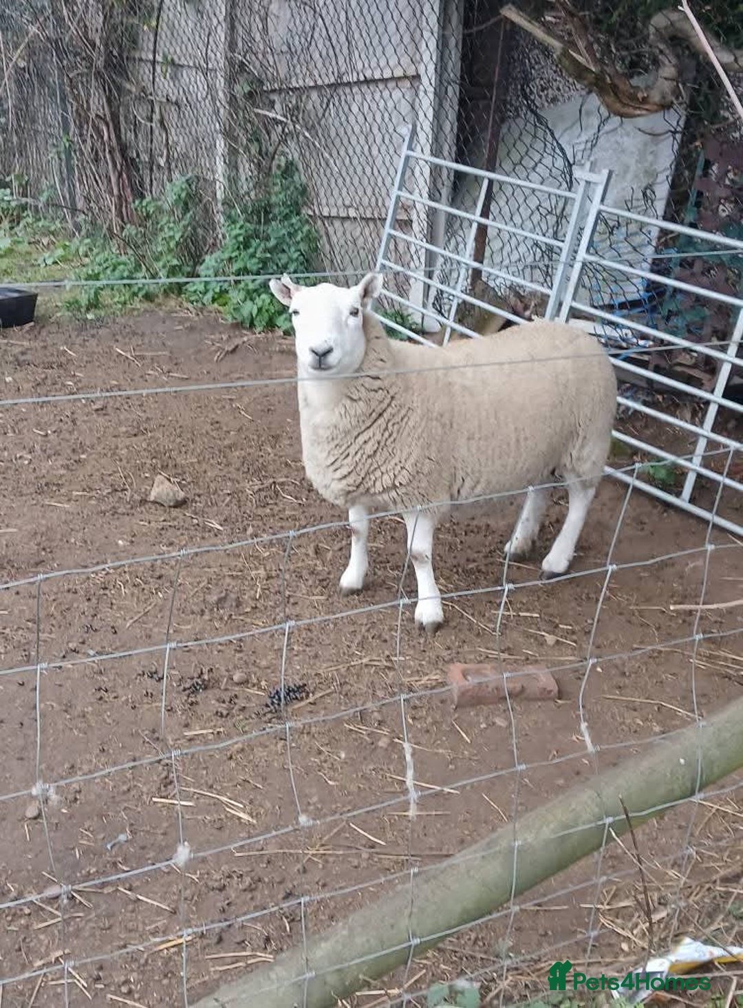 Sheep livestock for sale: Ryeland and texel sheep  - Advert 2