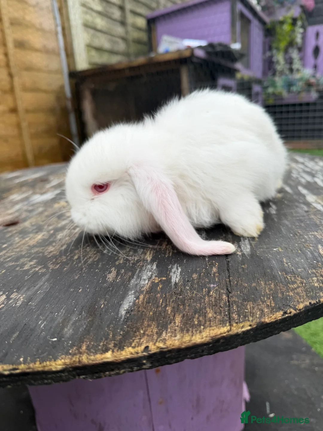 French Lop rabbits for sale: French lops  - Advert 8