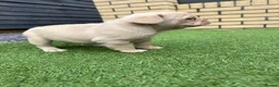 French Bulldog dogs for sale: Stunning French Bulldog Puppies in Norwich - Advert 29