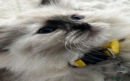 Ragdoll cats for sale: 3 STUNNING RAGDOLL KITTENS AVAILABLE - Image 4