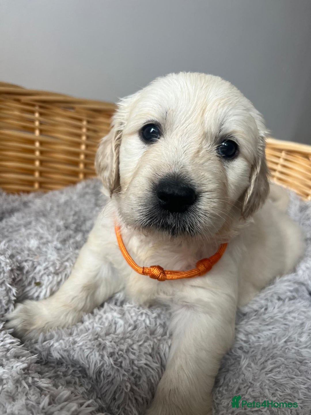 Golden Retriever dogs for sale: PURE breed, KC reg parents, gorgeous goldens - Image 5