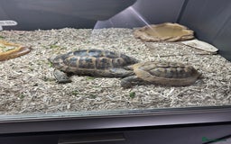 Tortoise reptiles for sale: Tortoises and set up - Image 2