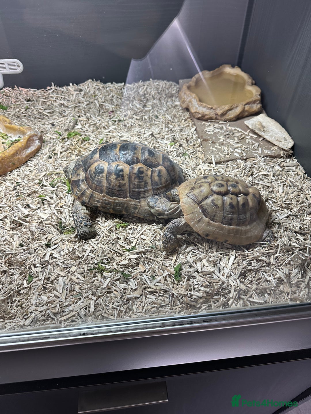 Tortoise reptiles for sale: Tortoises and set up - Image 2