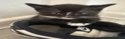 Mixed Breed cats for sale: Kittens - Advert 6