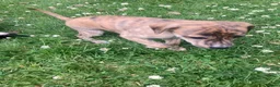 Whippet dogs for sale: 6 STUNNING WHIPPET PUPPIES - Advert 20