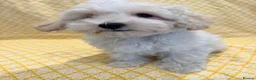 Maltipoo dogs for sale: Beautiful heath tested f1 Malitpoo babies  - Advert 3