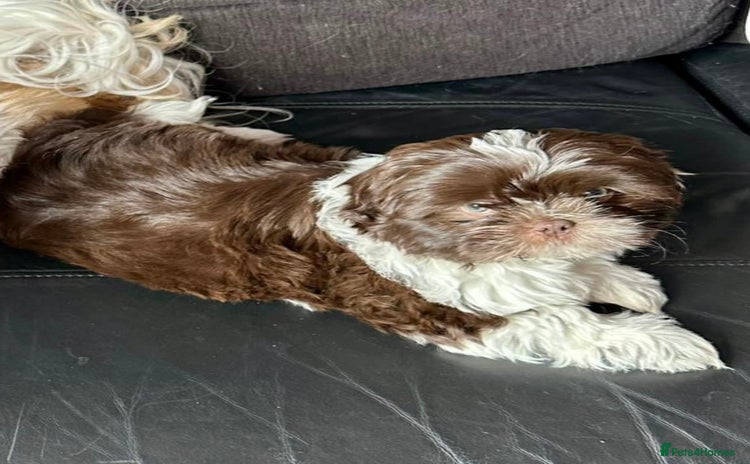 Shih Tzu dogs - Advert 6
