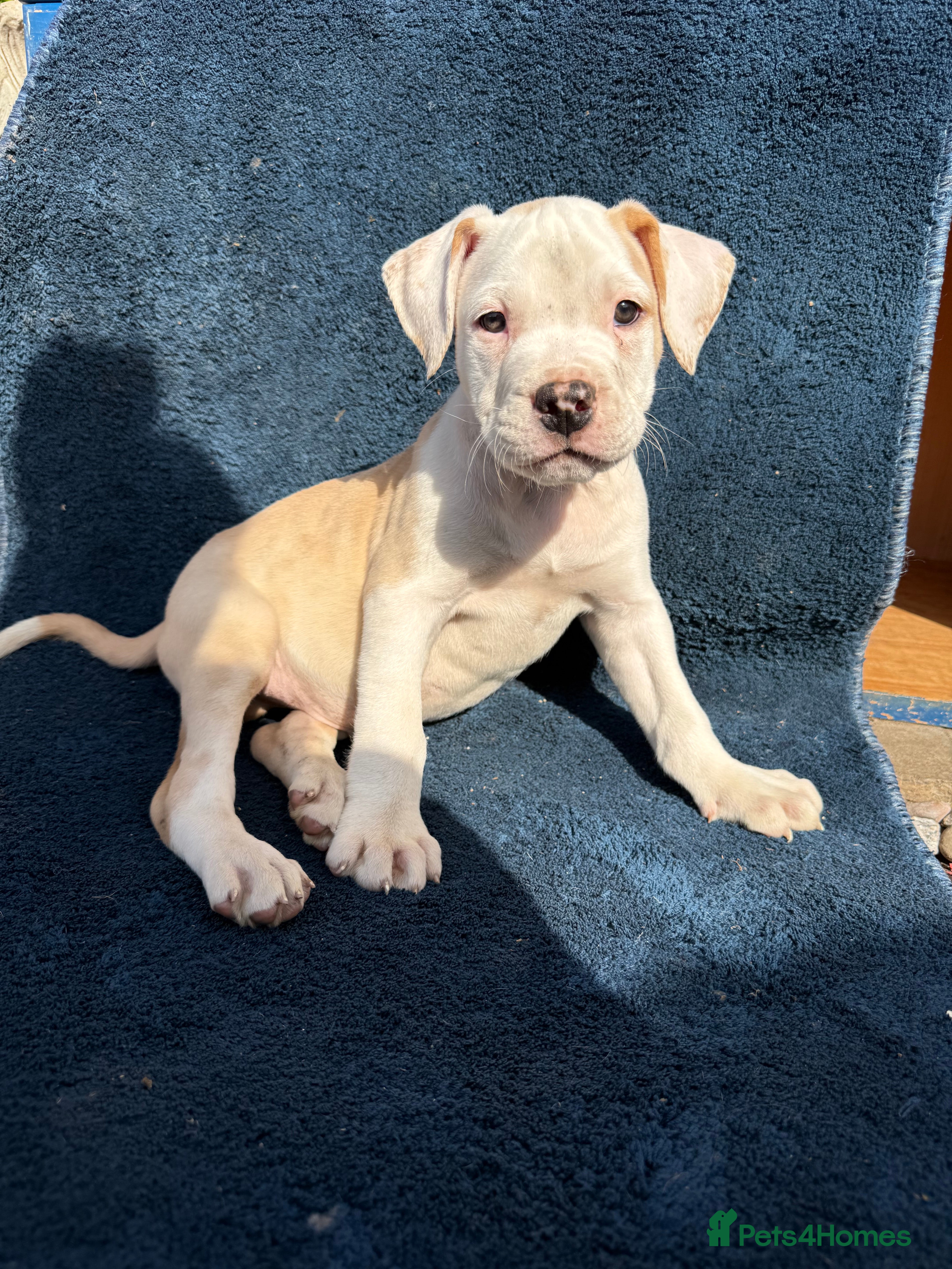 Alapaha Blue Blood Bulldog dogs Alapaha blue blood bulldog Puppies - Advert 1