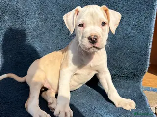 Alapaha Blue Blood Bulldog dogs Alapaha blue blood bulldog Puppies - Advert 3