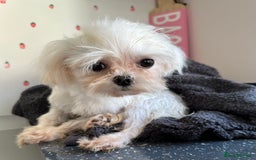 Maltese dogs for stud: Kc tiny Korean Maltese stud - Image 3