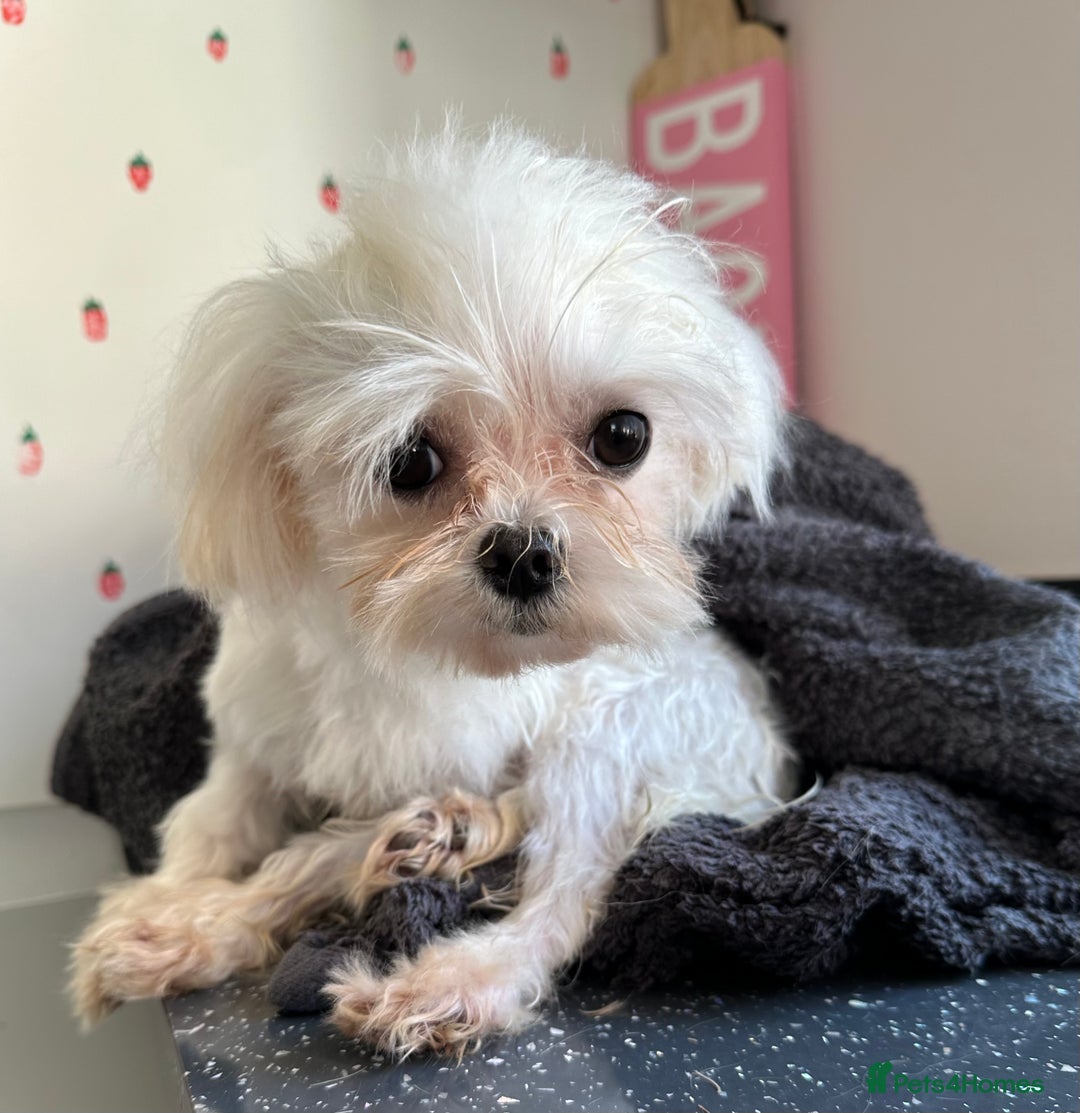Maltese dogs for stud: Kc tiny Korean Maltese stud - Image 3