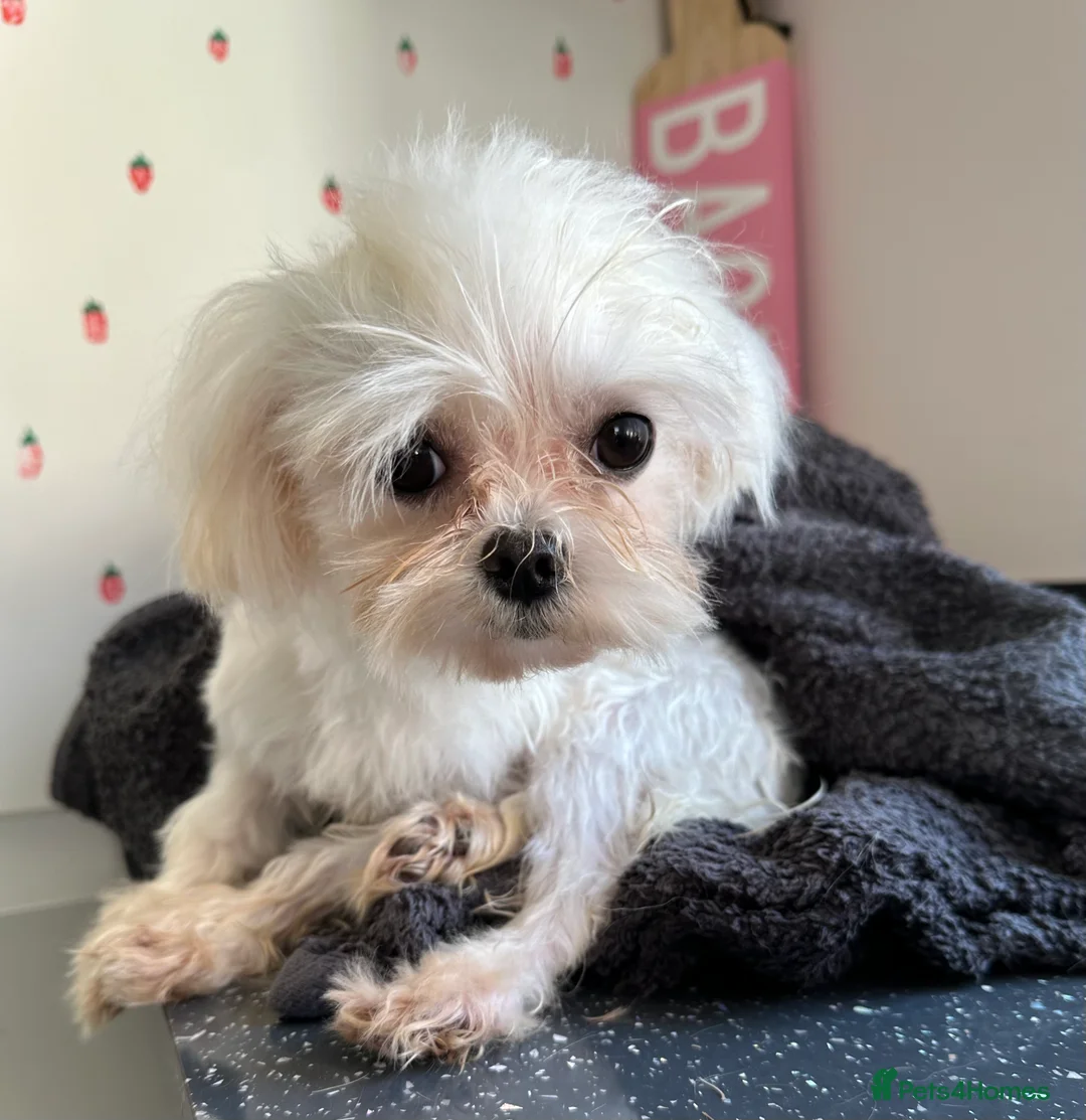 Maltese dogs for stud: Kc tiny Korean Maltese stud - Advert 3