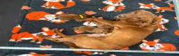 Labrador Retriever dogs for sale: Beautiful Mahogany Red Female puppies available  - Advert 3