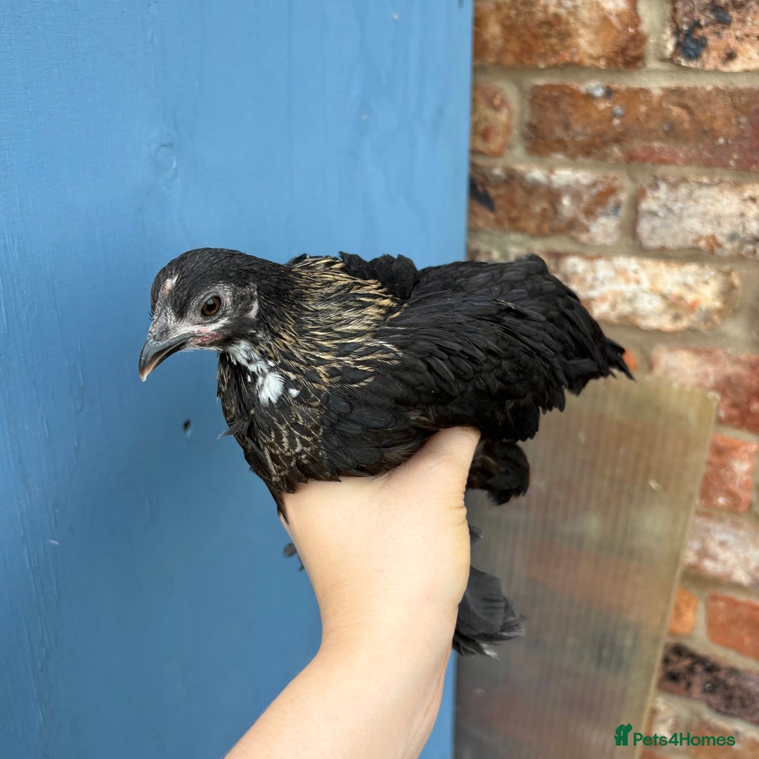 Chickens poultry for sale: Sablepoot Booted Bantam Pullets & Cockerels - Advert 11