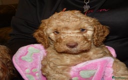 Cockapoo dogs for sale: Cockapoo F2 Puppies - Image 14