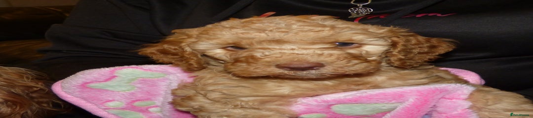 Cockapoo Puppy 7