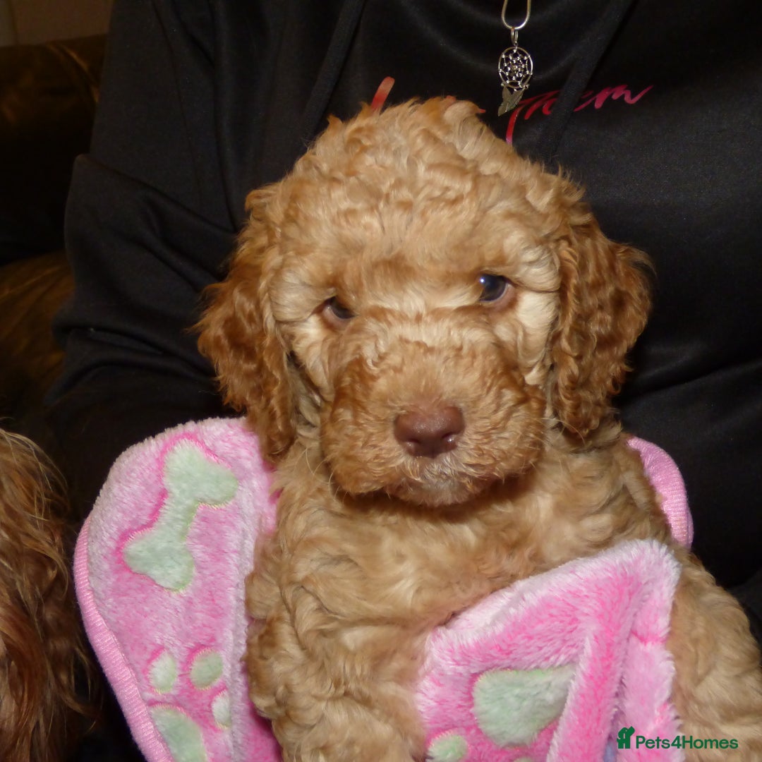 Cockapoo dogs for sale: Cockapoo F2 Puppies - Image 14