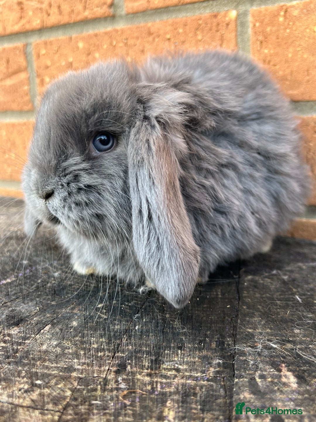 French Lop rabbits for sale: French Lops from Lincolnshire Lops - Advert 15