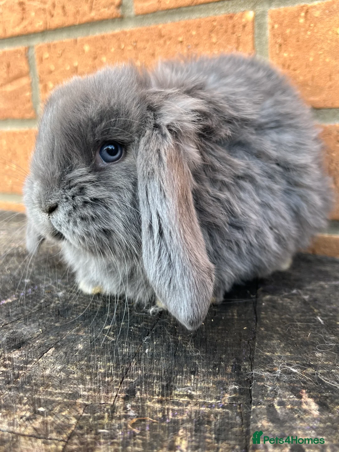 French Lop rabbits for sale: French Lops from Lincolnshire Lops - Advert 15
