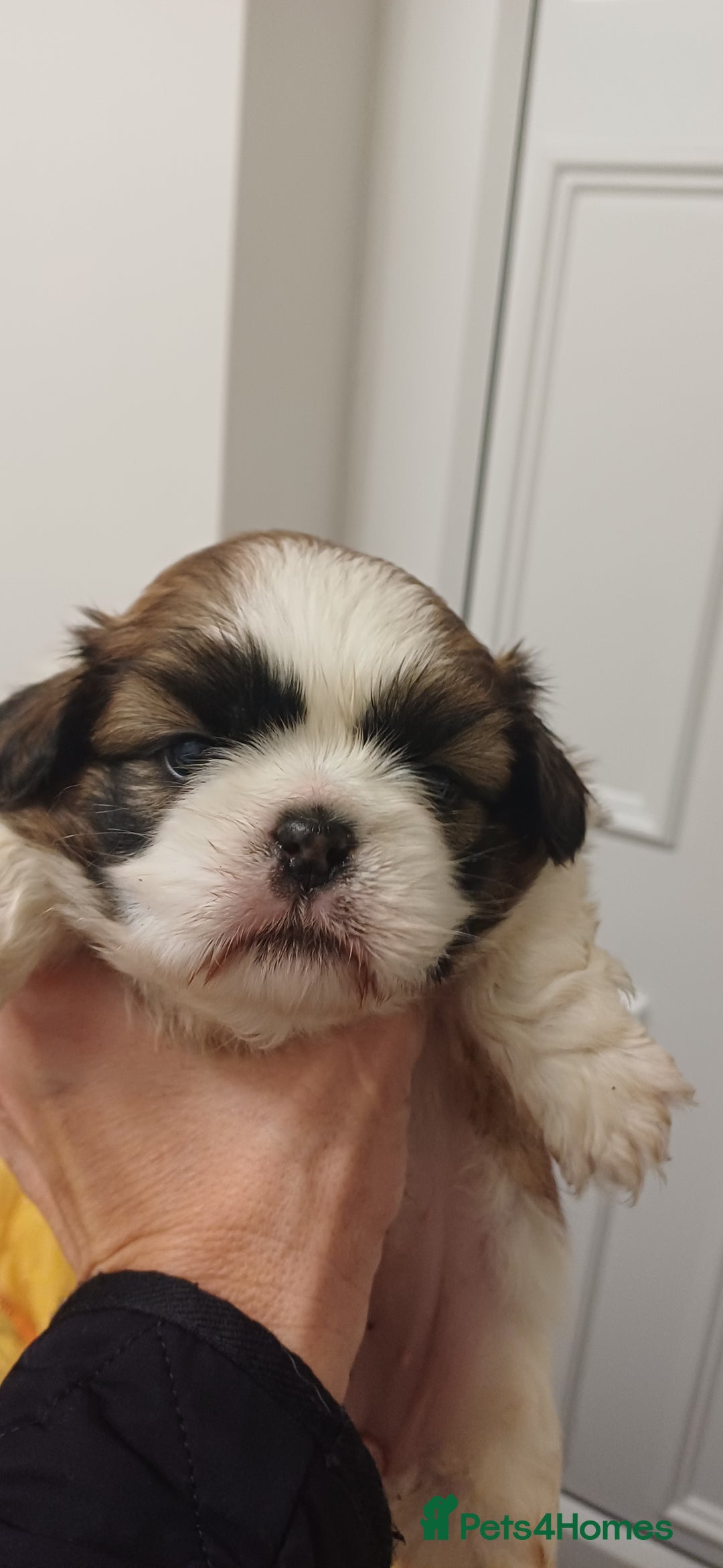 Shih Tzu dogs for sale: 3 lovely girl shih tzu puppies  - Advert 15