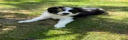 Border Collie dogs for sale: Litter of three striking Border Collie puppies  in Witney - Advert 23