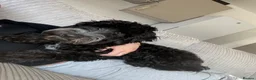 Cockapoo dogs for sale: 9 months old cockapoo  in Wellingborough - Advert 2