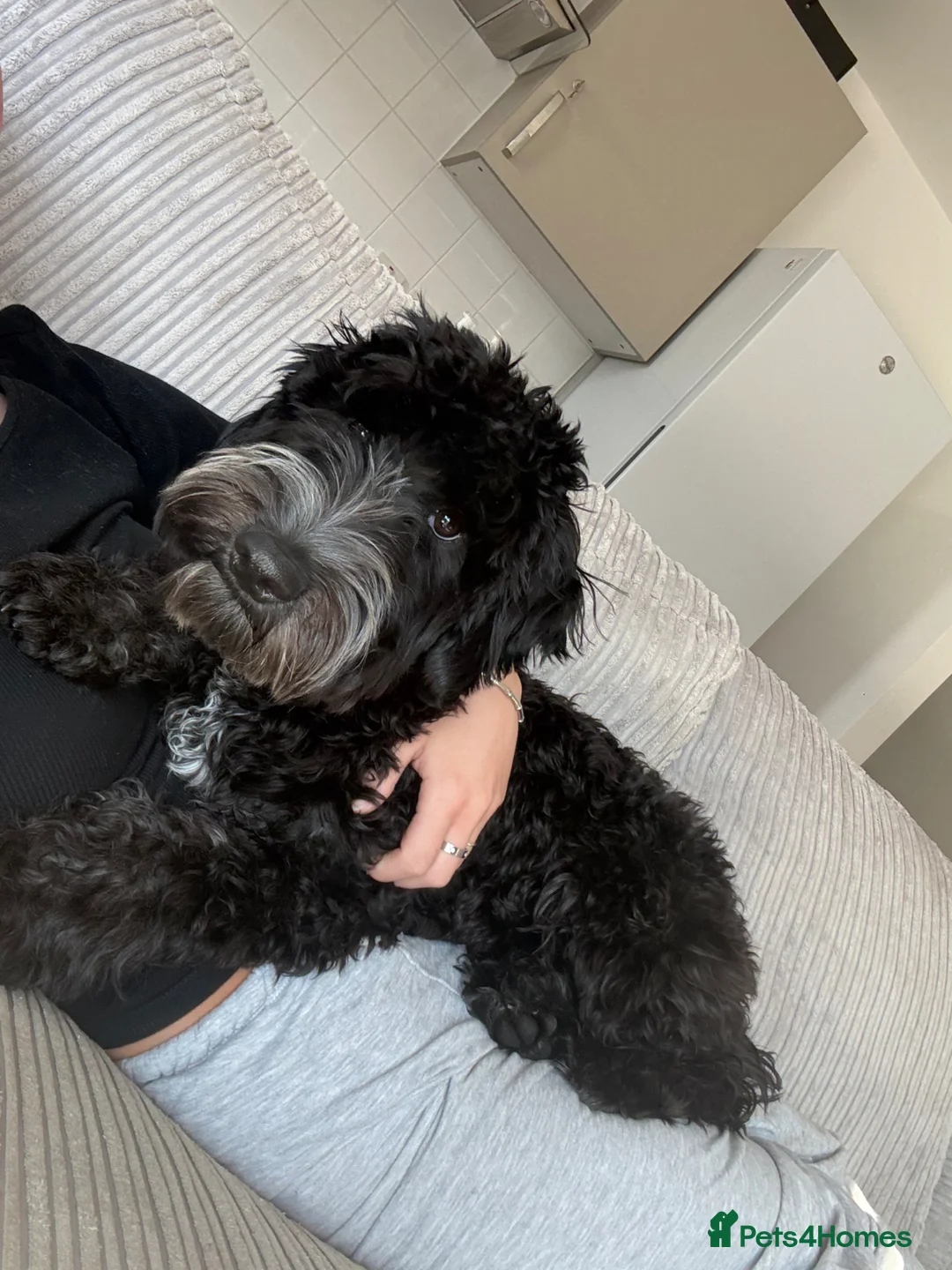Cockapoo dogs for sale: 9 months old cockapoo  in Wellingborough - Advert 2