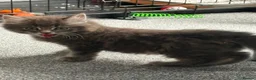 Domestic Shorthair cats for sale: One male kitten  - Advert 5