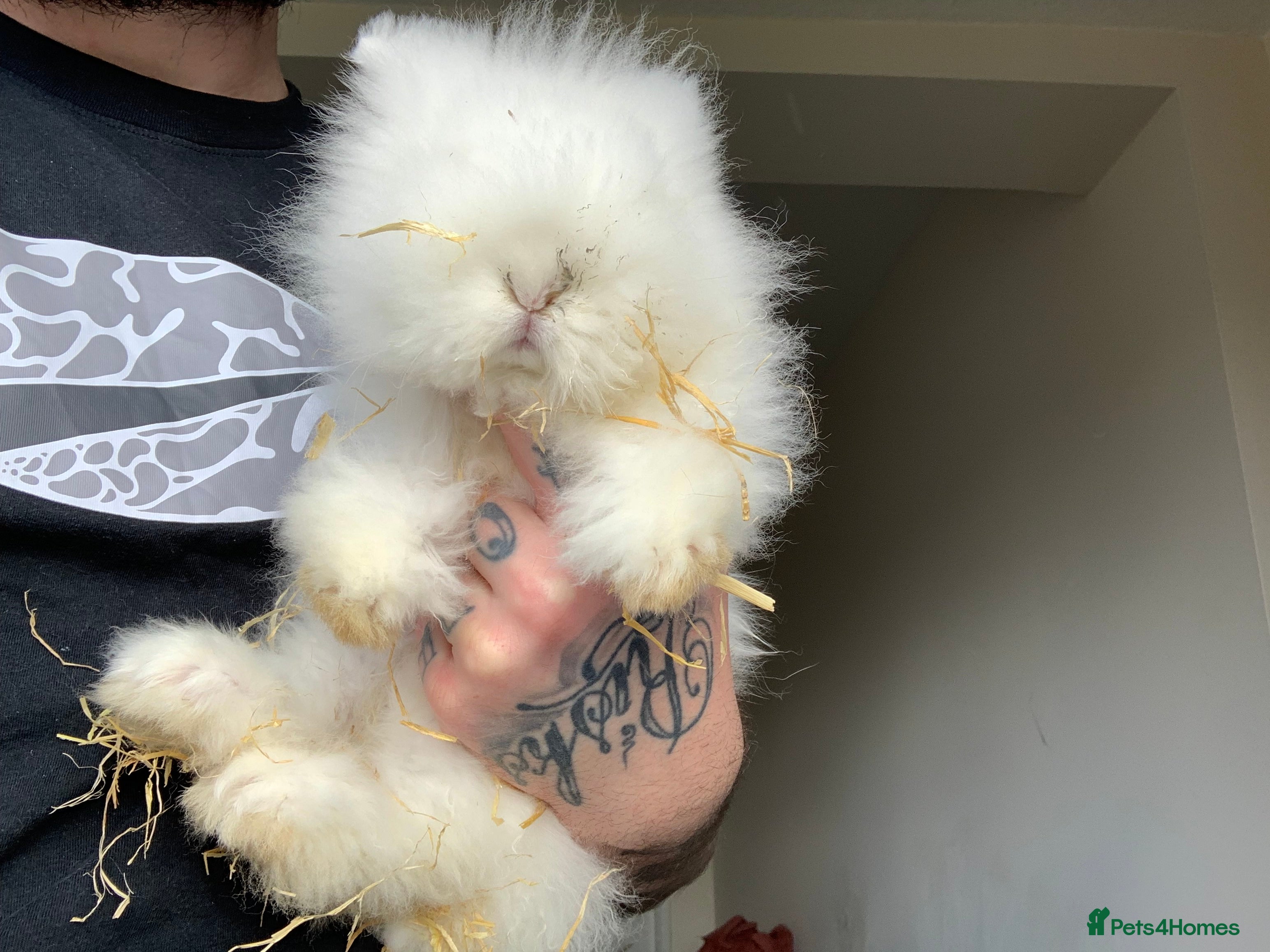 Mini Lion Lop rabbits Female mini lion lop and cage - Advert 2