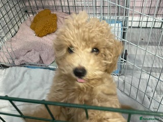 Cavapoo dogs Cavapoo puppy ready 21st October 1 girl left - Advert 6