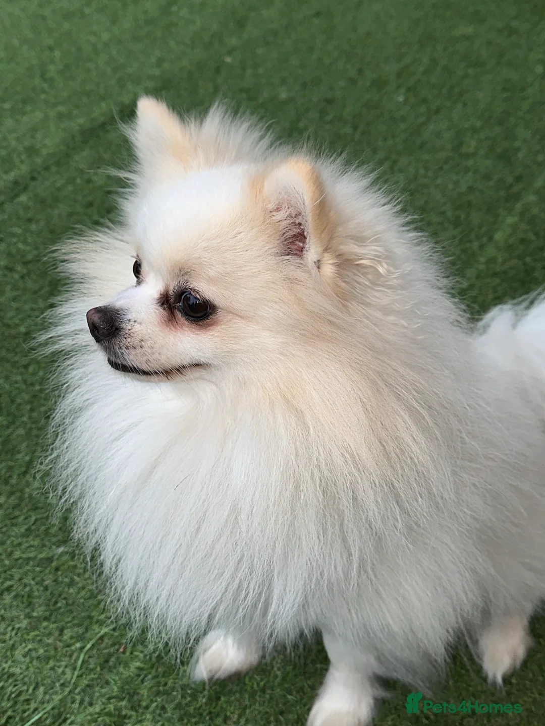 Pomeranian dogs for stud:  White Pomeranian dog “Proven, experienced STUD” in Ilford - Advert 8