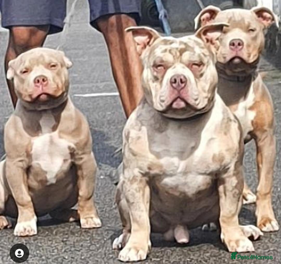 American Bully dogs 💎Elite Lilac Tri Pocket Bullies AKBC registered💎 - Advert 1