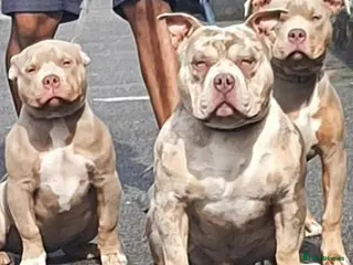 American Bully dogs 💎Elite Lilac Tri Pocket Bullies AKBC registered💎 - Advert 1