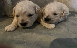 Bichon Frise dogs for sale: Bichon frise - Image 4