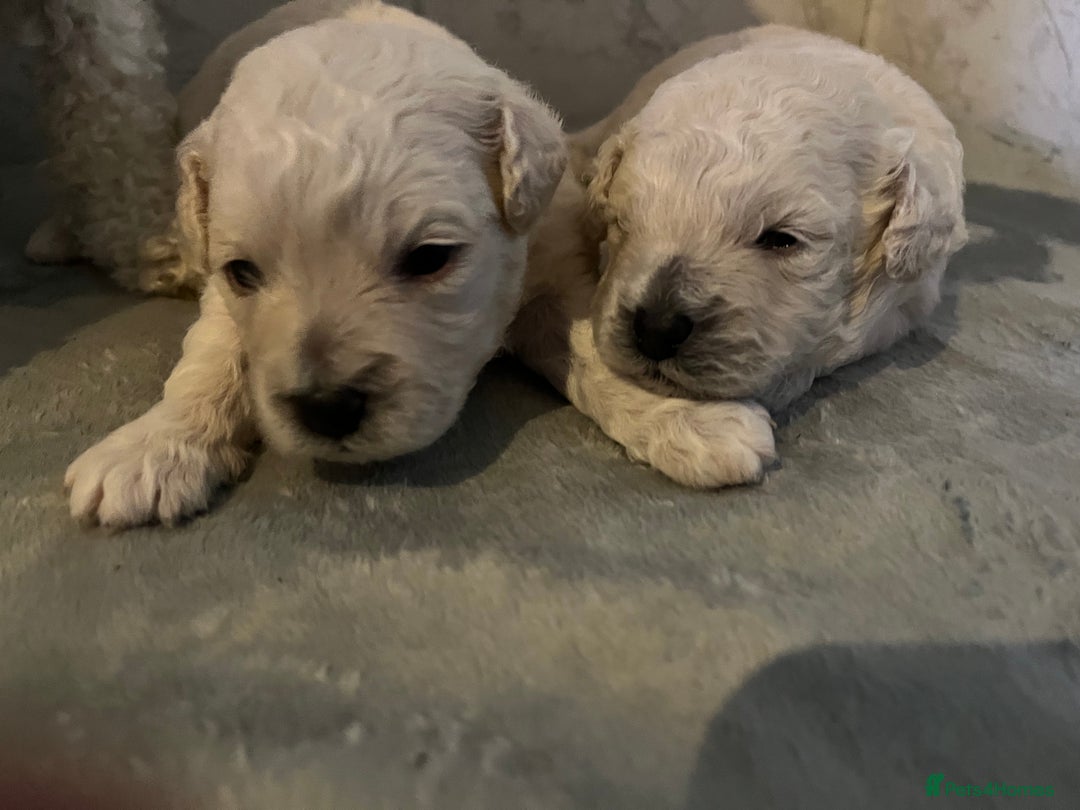 Bichon Frise dogs for sale: Bichon frise - Image 4