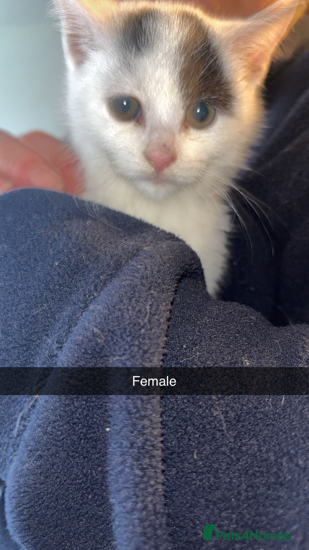 Domestic Shorthair cats for sale: 7 beautiful baby’s ready to go now - Image 5