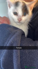 Domestic Shorthair Kitten 5