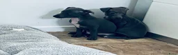 Italian Greyhound dogs for sale: BEAUTIFUL ITALIAN GREYHOUND PUPPIES  - Advert 11