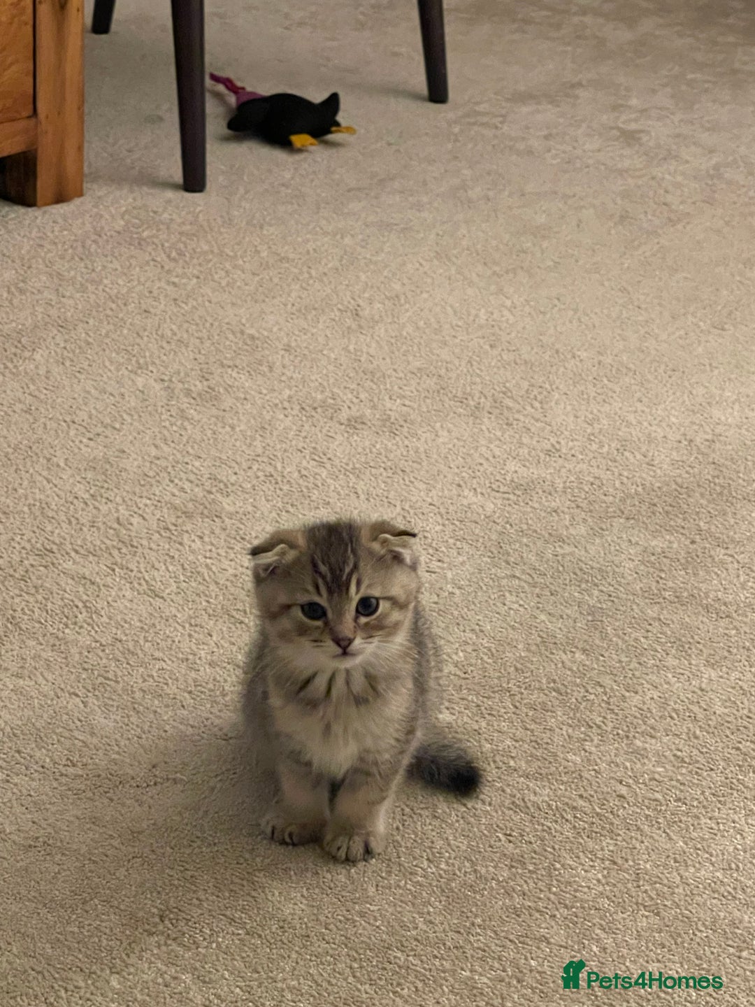 Scottish Fold cats for sale: ✨ STUNNING SCOTTISH FOLD KITTENS ✨ - Advert 4
