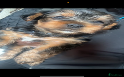 Yorkshire Terrier dogs for sale: Yorkshire Terrier  - Image 3