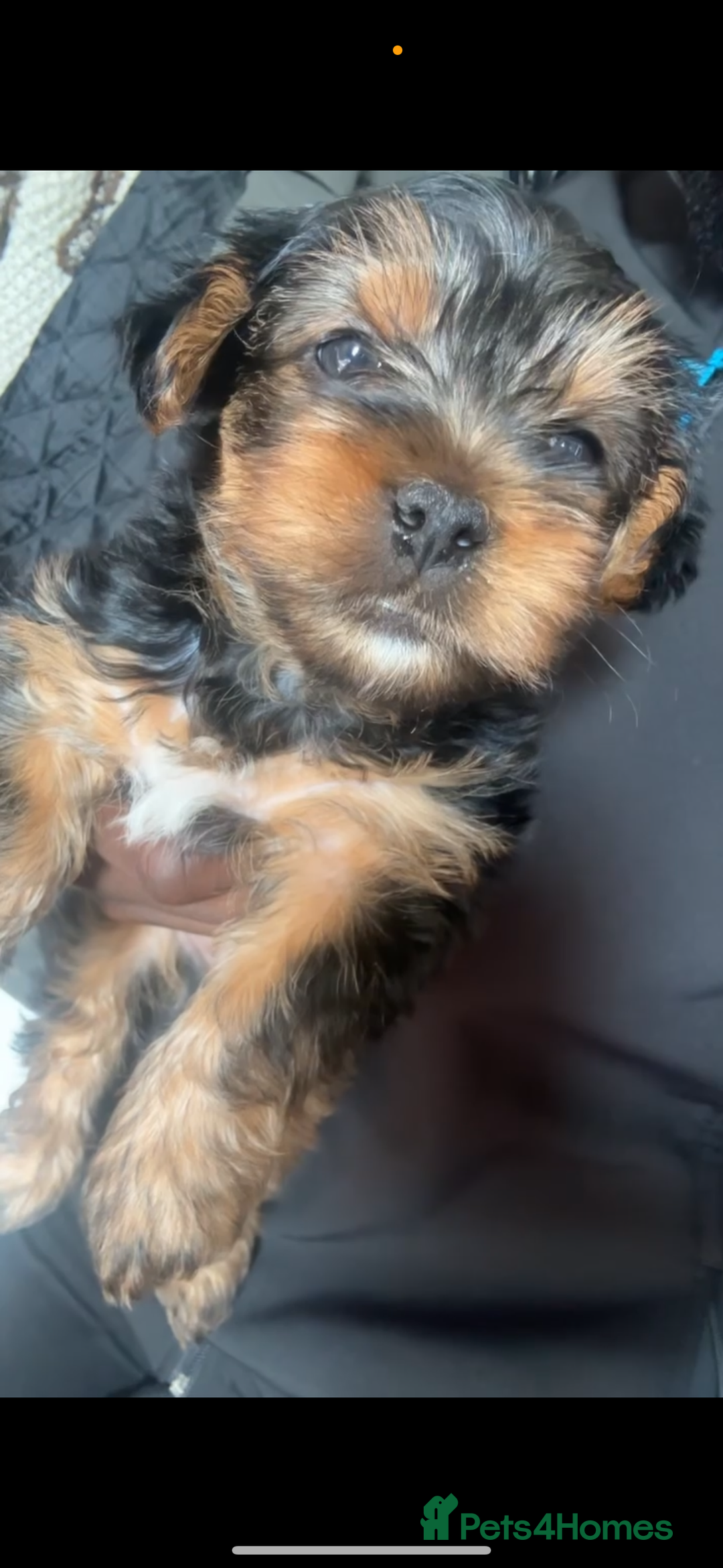 Yorkshire Terrier dogs for sale: Yorkshire Terrier  - Image 3